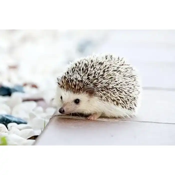 Les tirages de photoshop camara dax